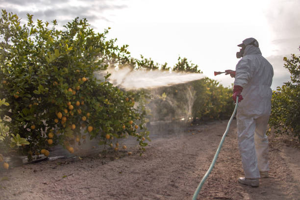 Best Exterminator Services  in Myrtle Beach, SC