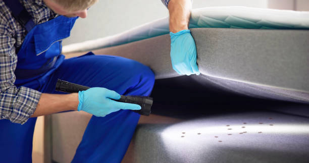 Best Ant Control Services  in Myrtle Beach, SC